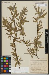 Foto von Salix alba subsp. alba L.